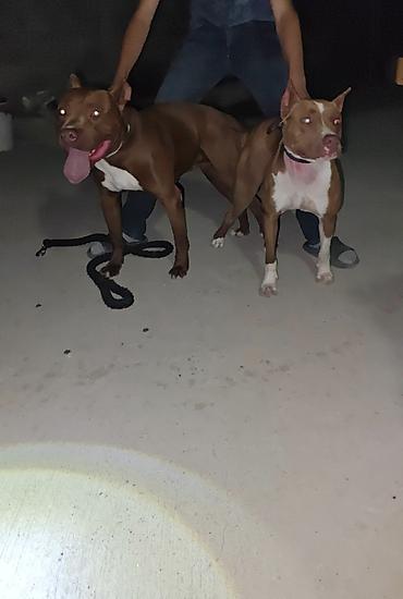 İtlər: Pitbul, 1 ay, Dişi, Ödənişli çatdırılma -da lalafo.az — 15 İtlər: Pitbul, 1 ay, Dişi, Ödənişli çatdırılma — 15