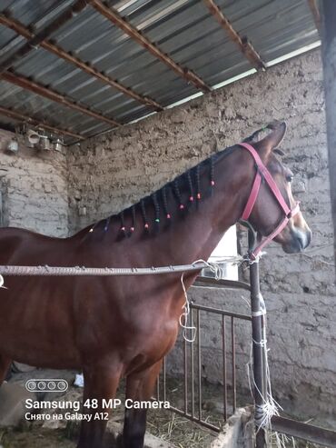 конный спорт бишкек цены: Аренда / Конные прогулки по полям лошади добрые и спокойные. Мы