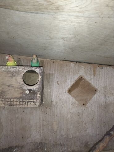 Tutuquşları: Məhsul: Agapornis (Sevgi quşları) cütləri və yuvalama dəstləri — 9