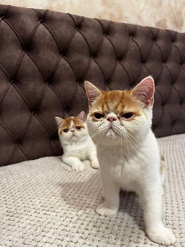 brod za prihranu ribe: Na prodaju egzotični kratkodlaki mačići (Exotic Shorthair) — 7