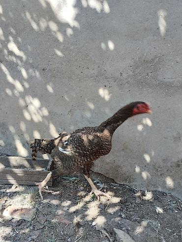 ko şamo: Toyuq cücələri, Damazlıq — 4