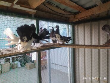 Göyərçinlər: Tam sağlam quşlardır — 9