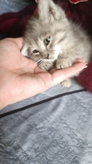 кошка сфинкс с шерстью: Маленький домашний котёнок, трех цветка девочка. У котёнка большие