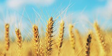 кукуруза сладкая семена купить: Уруктар жана көчөттөр