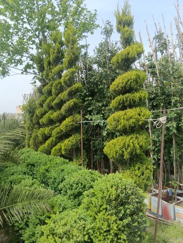 Şitillər: Qazon landşaft #qazon #torf #torf250litrlik Ekolayf #ekolayf balaken — 19