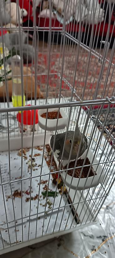papuqay type 1: Məhsul: Nimfa (Cockatiel) papağanı və qəfəs dəsti Təsvir: - Rəng — 2