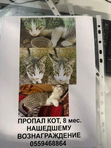 объявления о пропаже животных: Пропала : Беспородная, Мальчик