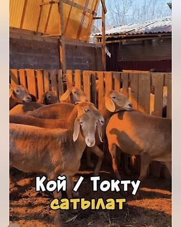 Продаю | Овца (самка) | Для разведения