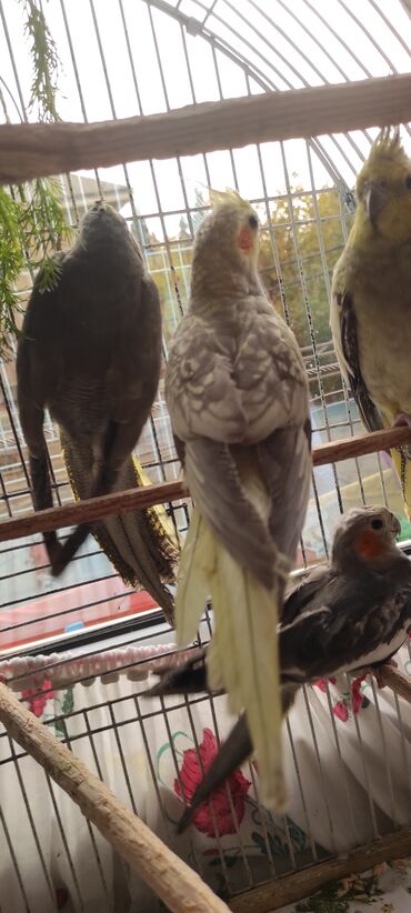 Tutuquşları: Nimfa (cockatiel) tutuquşuları – müxtəlif rəng mutasiyaları ilə - — 3