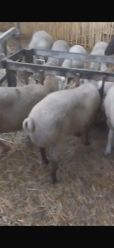 bzov: 60 dene var isdyen nomreni vatcapına yazsin video atm 0557112258 — 3
