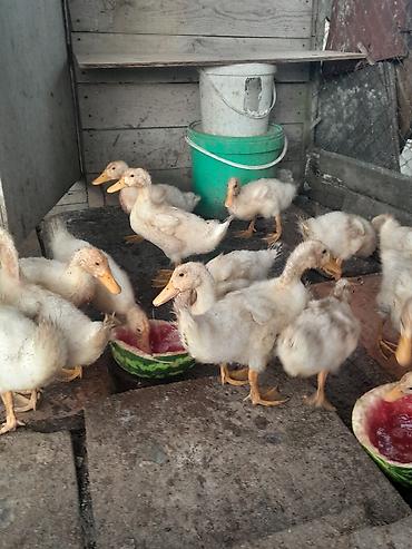 Утки: 32 günlüy kuban ördeyleri satılır 15 denedi qiymet 4 manata — 3