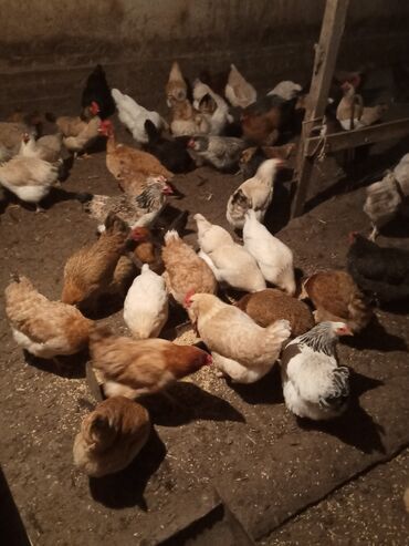 купить кур несушек на птицефабрике: Продам домашних кур несушек
