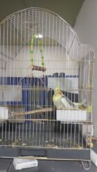 клетка для попугая купить: Karela Papuqayi
Erkekdi Daniwandi