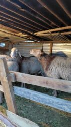 продажа баранов в бишкеке: Сатам | Кочкор (эркек) | Аргын