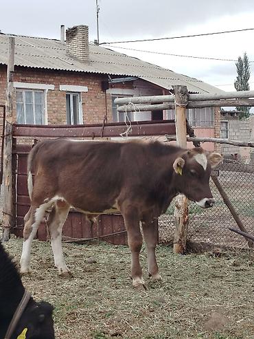 водолаз собака: Продаю | Бык (самец) | Полукровка, Швицкая, Абердин-ангус | На откорм, На забой, Для разведения | Искусственник — 1