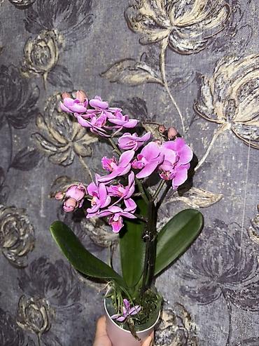 Орхидеи: Орхидея оптом и в розницу принимаем корпоративные заказы !!! Г at lalafo.kg — 23 Орхидеи: Орхидея оптом и в розницу принимаем корпоративные заказы !!! Г — 23