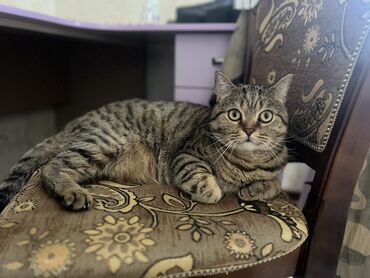 Коты: Продаю шотландского кота, чистокровный, домашний, за порог не выходил