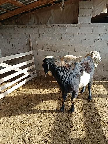 Козы, козлы: Продаю | Козёл (самец) | Для разведения | Осеменитель — 8