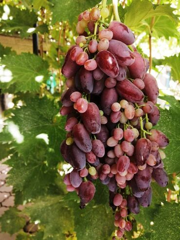 саженцы винограда купить: Саженцы : Виноград, Самовывоз
