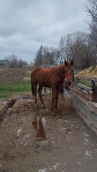 Другие животные: Тай сатылат жашы 1.жаш баасы 100.миң — 9