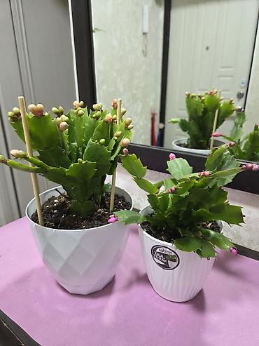 Другие комнатные растения: Олеандр в горшке (Nerium oleander) - Крупное комнатное/балконное — 26
