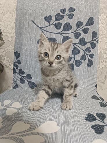 британец золотая шиншилла цена: Кошка даром: Скотиш Страйт (Шотландская прямоухая), 2 месяца, Мальчик, Метис, Приучена к лотку, Проглистована