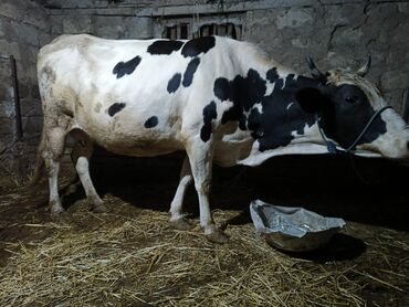Ağ və qara rəngli ləkələrlə bəzədilmiş bu inək südlük heyvandarlıq