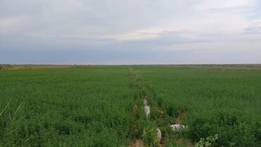 бишкек продаю дом село нижний алаарча: 1300 соток, Для бизнеса, Красная книга
