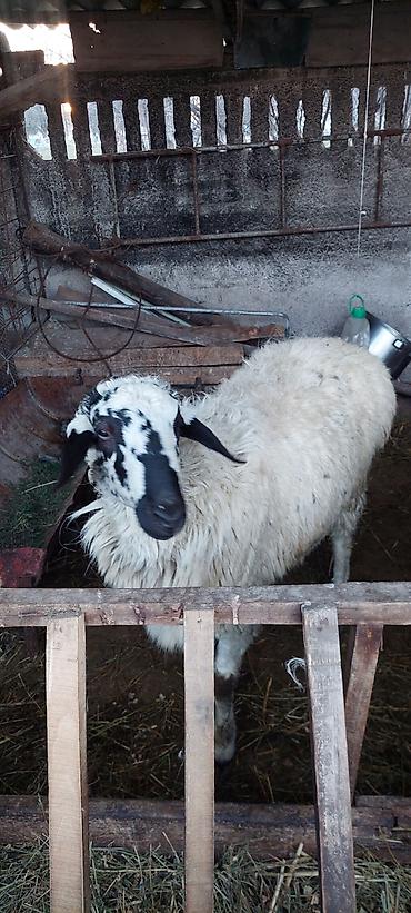 Баран, овца: Продаю | Баран (самец) | Для разведения — 9