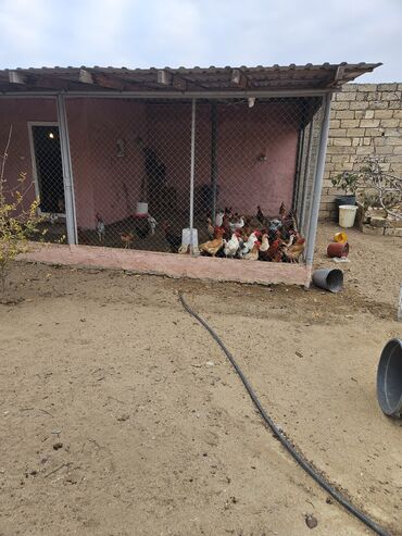 Bağ evlərinin satışı: Bakı, Nardaran qəs., 82 kv. m, 3 otaqlı, İnternet — 15