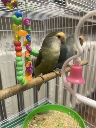 щегол птица: Продаю попугаев неразлучников вместе с клеткой Самка и самец Клетка