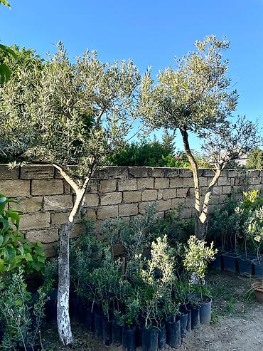 Ağaclar: Zeytun ağacları.Hər ölçüdə var. Əlaqə nömrəsi: +994503788715 -da lalafo.az — 7 Ağaclar: Zeytun ağacları.Hər ölçüdə var. Əlaqə nömrəsi: +994503788715 — 7