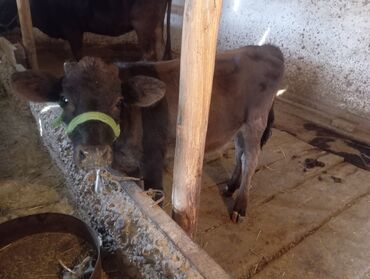 гидропонный корм: Продаю | Музоо, торпок | Швицкая | На откорм | Привязанные