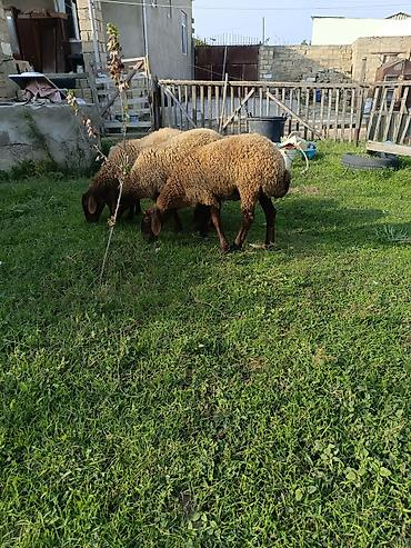 cin bildircin yumurtasi: Dişi, Qala, il: 1, 40 kq, Damazlıq, Ətlik — 5