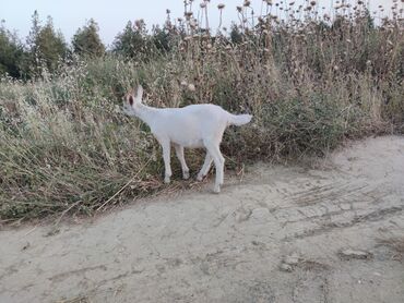 xacmaz heyvan bazari: Temiz saani sortudu cox yaxsi heyvanlardi damazliqa eladi