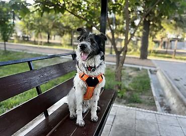 услуги кинолога: ДРЕССИРОВКА СОБАК | 🐶 Гарантия результата Опыт работы с собаками — 4 — 6