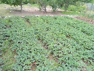 Продажа дач: Продаётся дачный участок/садовый надел с насаждениями. Основные — 4