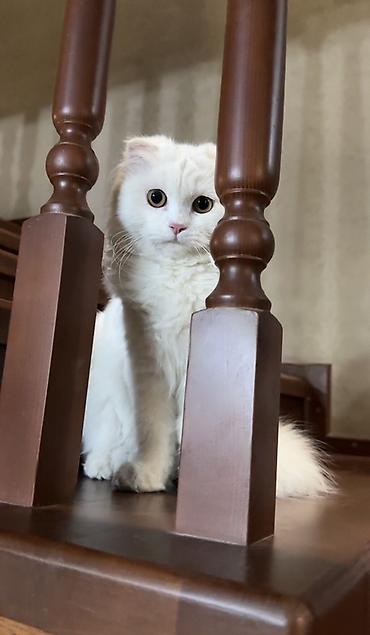 кошка в оше: Скотиш Фолд (Шотландская вислоухая), 8 месяцев, Девочка, Белый, Приучена к лотку — 1