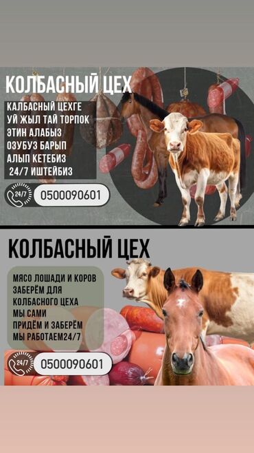 бараны продажа: Куплю | Бараны, овцы, Коровы, быки, Лошади, кони | Любое состояние, На забой, на мясо, Круглосуточно