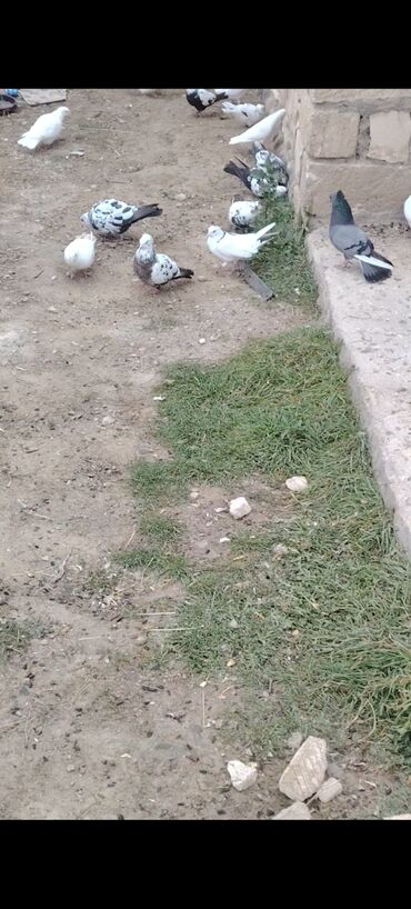 Göyərçinlər: Quşlar satılır kom 3 m üsd üsdə çoxsu çütdü tam sağlam heyvanlardı 30 — 4
