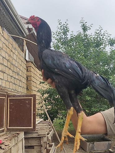 Digər quşlar: Heyratı — 2