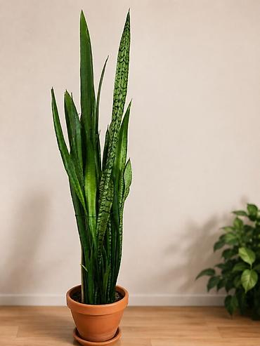 şanagullə bitkisi: Sansevieria (Peyğəmbər qılıncı)- ev və ofis üçün uyğundur. Qulluğu çox — 2