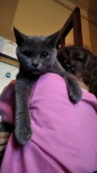 it pişik: Британская, Самец, Самка, В добрые руки, Платная доставка