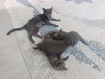 Животные: 🐾 Продаются котята породы Русская голубая! 🐾 Котятам 2 месяца. Все — 8