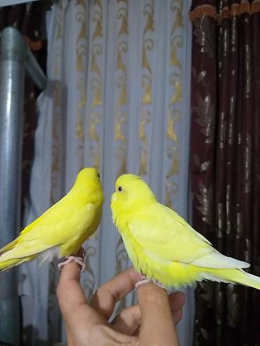 Digər quşlar: 2 aylıg qırmızı göz ələ öyrəşmiş quşdu
sumqayit — 19