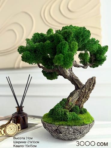 Декоративные цветы: Бонсай ручной работы из натурального стабилизированного мха от 1500 — 50