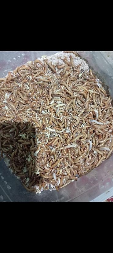 icare obyek: Un Qurdu canlı yem bol protein li dir, heyvanla quşlar balıqlar üçün — 2