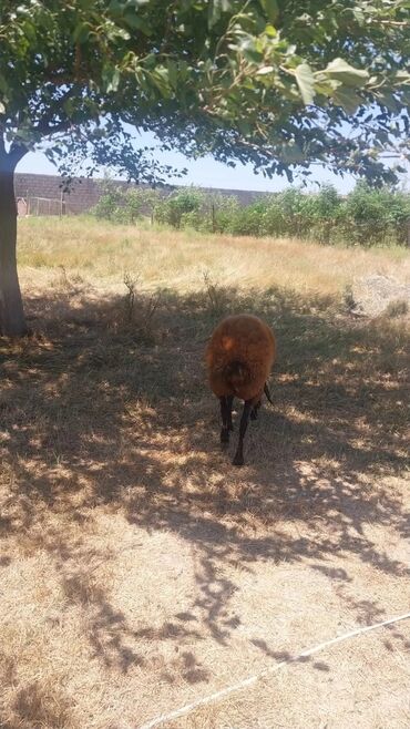 Qoyunlar, qoçlar: Məhsul: Qoyunlar (heyvandarlıq üçün) Təsvir: - Şəkillərdə təsərrüfat — 5