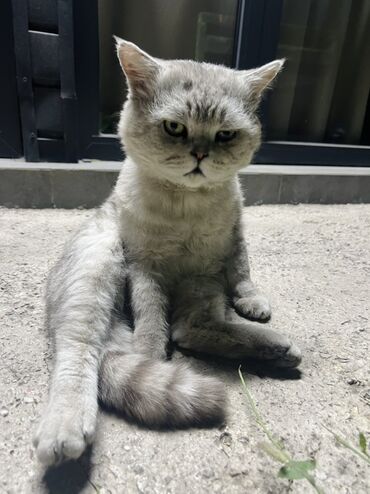 котята в добрые руки бесплатно: Читать внимательно! Найден Серый кот Британской породы