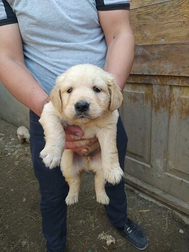 pulsuz it: Salam alekum golden retriver balalari teklif olunur 4eded qaldi 3